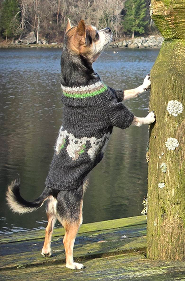 Hund i grønn strikkegenser ute i naturen