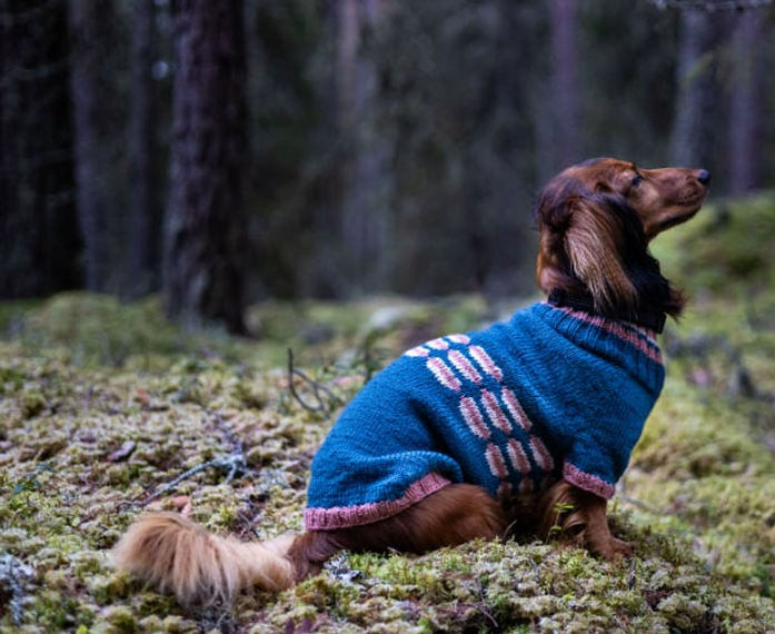 Detalj av strikket hundegenser
