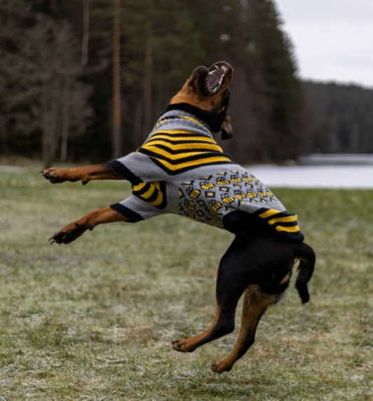 Hund i fargerik genser