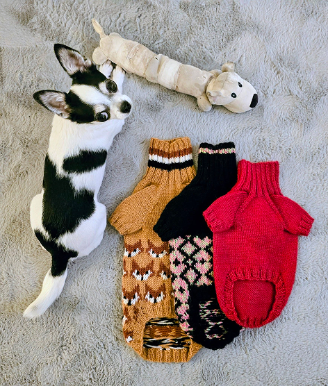 Liten hund i strikket genser