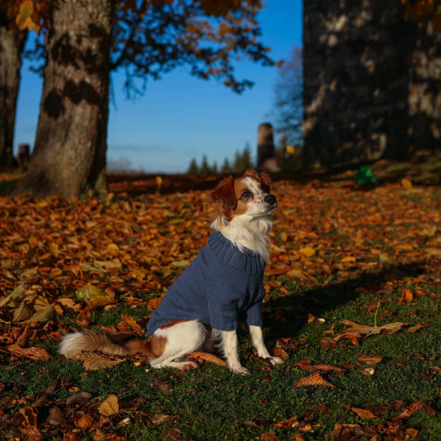 Hund i håndstrikket genser fra Linns Ullunivers