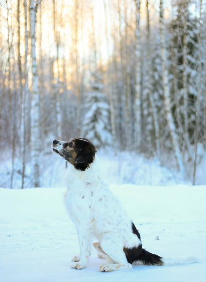 Hund portrett fotografert utendørs