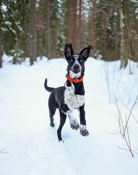 Hund fotografert i naturlig lys