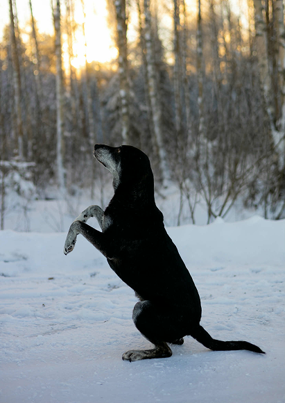 Nærbilde av hund tatt av fotograf