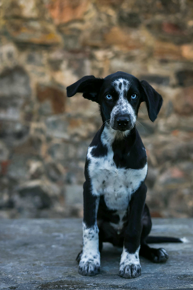 Hundeportrait med rolig bakgrunn